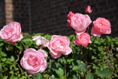 Célébration des noces d\'or à Farciennes Centre